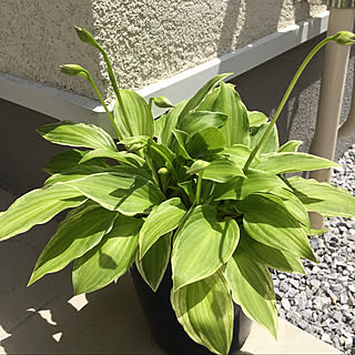 鉢植え ギボウシのインテリア実例 Roomclip ルームクリップ 鉢植え ギボウシのインテリア実例 Roomclip ルームクリップ