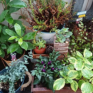 バス/トイレ/賃貸でも楽しく♪/自己満足( ̄^ ̄)ゞ/いいね!ありがとうございます♪/植物のある暮らし...などのインテリア実例 - 2017-07-08 11:40:49