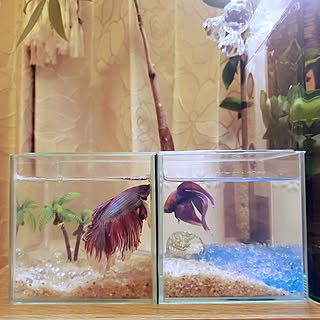 熱帯魚 海が好きのインテリア実例 Roomclip ルームクリップ