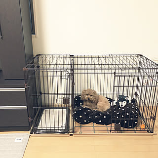 トイプードル しまむらのインテリア実例 Roomclip ルームクリップ