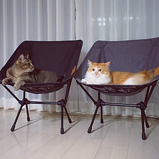 リビング/男前？/ハンモック代わり/もみじ君/このは君...などのインテリア実例 - 2016-07-26 13:58:16