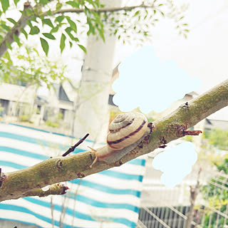 シマトネリコの枝のインテリア実例 Roomclip ルームクリップ