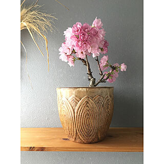 ピンク×グレー/花のある暮らし/植物のある暮らし/壁はペンキ塗り/棚のインテリア実例 - 2020-04-22 10:32:09