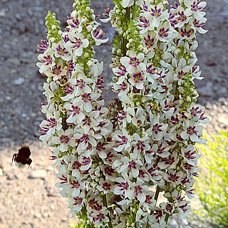 庭の花 長く咲く花 のインテリア実例 Roomclip ルームクリップ