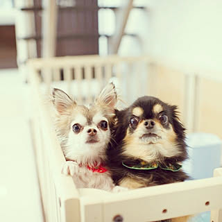 チワワ 室内犬のインテリア実例 Roomclip ルームクリップ