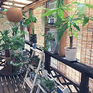 玄関/入り口/ウッドデッキDIY /ウッドデッキ/いいね!押し逃げばかりでごめんなさい。/いつもいいねやコメありがとうございます♡...などのインテリア実例 - 2017-07-13 09:29:47