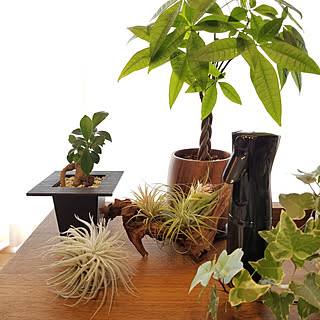 観葉植物 葉水用の霧吹きのインテリア実例 Roomclip ルームクリップ 観葉植物 葉水用の霧吹きのインテリア実例 Roomclip ルームクリップ