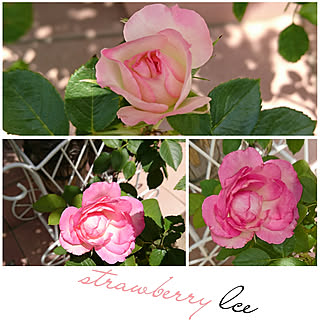 玄関/入り口/庭/バラ/薔薇が大好き╰(✿´⌣`✿)╯♡/薔薇のある暮らし...などのインテリア実例 - 2019-06-12 18:56:43