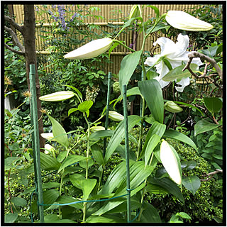 ガーデニング カサブランカのインテリア実例 Roomclip ルームクリップ