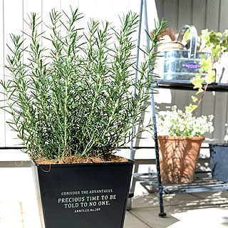 クリスマス飾り/モノトーン/北欧/ガーデニング/庭造り...などのインテリア実例 - 2019-12-02 19:44:52