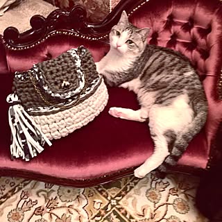 リビング/猫/手編み/ズパゲッティ/hookedzpagetti...などのインテリア実例 - 2017-03-04 21:56:40