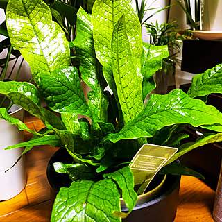 観葉植物 クロコダイルファーンのインテリア実例 Roomclip ルームクリップ
