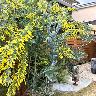 ユーカリマクロカーパのインテリア実例 Roomclip ルームクリップ