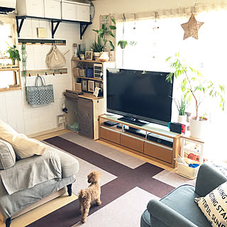 部屋全体/いぬと暮らす/DIY/DIY女子/暮らしを楽しむ...などのインテリア実例 - 2019-02-01 13:34:21