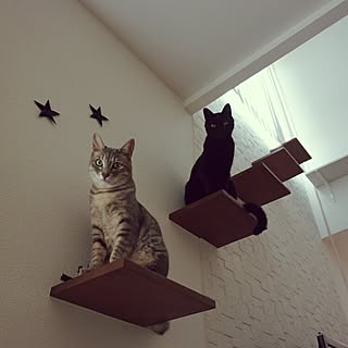 猫階段のインテリア実例 Roomclip ルームクリップ