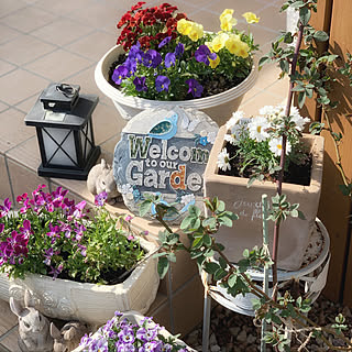 カインズ鉢のインテリア実例 Roomclip ルームクリップ