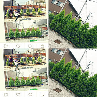 ゴールドクレスト 観葉植物のある暮らしのインテリア実例 Roomclip ルームクリップ