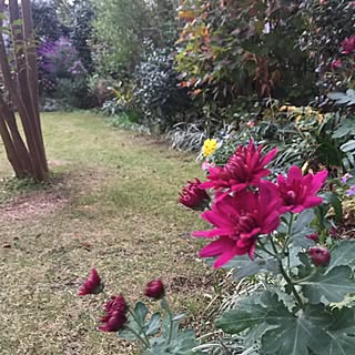 玄関/入り口/小菊/NO GREEN NO LIFE/ガーデニング/ガーデン...などのインテリア実例 - 2015-11-07 16:35:03