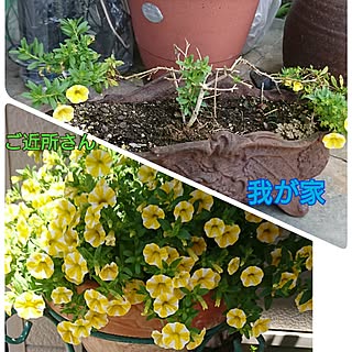 玄関/入り口/可愛いもの❤️/植物のインテリア実例 - 2017-06-13 08:42:38