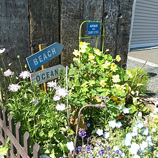 桃色タンポポのインテリア実例 Roomclip ルームクリップ