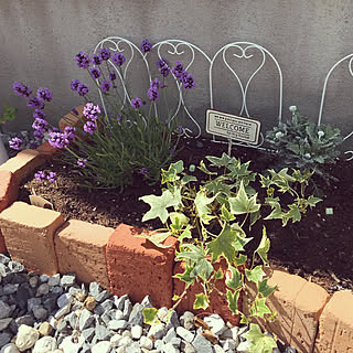 ダイソー 花壇diyのインテリア 手作りの実例 Roomclip ルームクリップ ダイソー 花壇diyのインテリア 手作りの実例 Roomclip ルームクリップ