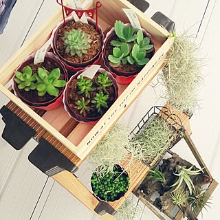 棚/新築一戸建て/カフェ風を目指して♪/ナチュラルも男前も好き/ラダー...などのインテリア実例 - 2017-03-13 12:18:46
