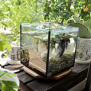 カランコエ メダカ稚魚のインテリア実例 Roomclip ルームクリップ