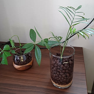 パキラ ハイドロカルチャー始めましたのインテリア実例 Roomclip ルームクリップ