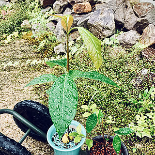 アボカド育ててます アボカド栽培チャレンジ中のインテリア実例 Roomclip ルームクリップ