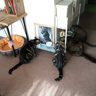 猫ベッド手作りのインテリア実例 Roomclip ルームクリップ