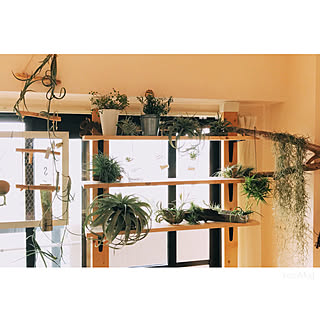 チランジア コットンキャンディのインテリア実例 Roomclip ルームクリップ