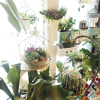 多肉植物/ナチュラルキッチン/みどりの雑貨屋さん/NO GREEN NO LIFE/ダイソー スクエアボックス...などのインテリア実例 - 2019-02-21 16:14:46