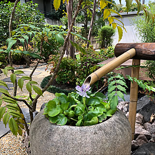 花一輪のインテリア実例 Roomclip ルームクリップ