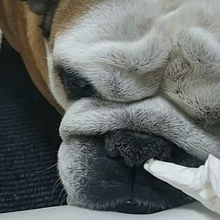 リビング/いいね&フォローありがとうございます♡/コメント嬉しいです✨/アンチョビ/ブルドッグのインテリア実例 - 2015-04-24 20:28:45