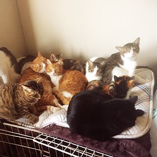 部屋全体/ねこメインすみません/ねこばかりですいません/ねこのいる日常/ねこと暮らす。...などのインテリア実例 - 2015-12-13 16:35:44