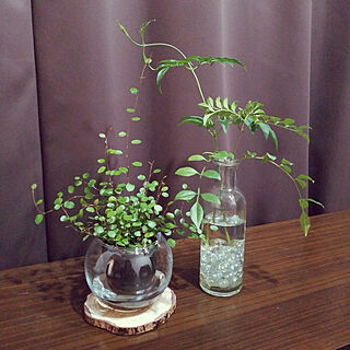 植木鉢 ガラス瓶のインテリア実例 Roomclip ルームクリップ