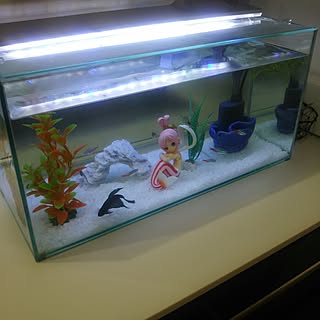 熱帯魚 しらほし姫のインテリア実例 Roomclip ルームクリップ