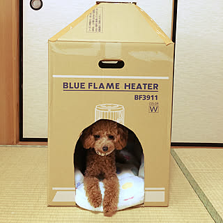 ダンボール 犬小屋のインテリア実例 Roomclip ルームクリップ