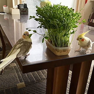 リビング インコテリアのインテリア実例 Roomclip ルームクリップ