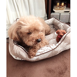 しまむらに関するインテリア実例まとめ Roomclip ルームクリップ