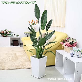 部屋全体/ストレリチア レギネ/ストレリチア/観葉植物/インテリア...などのインテリア実例 - 2016-04-10 10:48:33