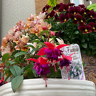 植物のある暮らし 花に癒される日々のインテリア実例 Roomclip ルームクリップ