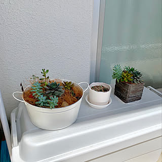 半日陰 多肉ちゃんのインテリア実例 Roomclip ルームクリップ