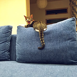 IKEA 照明/ブルーのソファー/あくびの瞬間/あくび猫/いつもいいねありがとうございます♡...などのインテリア実例 - 2019-08-17 20:49:25