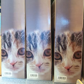 リビング/ネコ/100均/収納ボックスのインテリア実例 - 2012-05-19 07:51:50