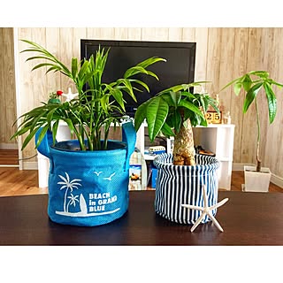 部屋全体/キャンドゥ/テーブルヤシ/パキラ/植物のある部屋/GREEN LIFE...などのインテリア実例 - 2017-05-26 10:34:55