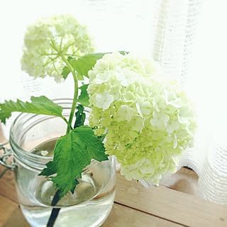 花 水差しのインテリア実例 Roomclip ルームクリップ