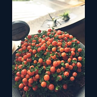 棚/多肉植物/コケサンゴ/エアプランツ/アンティーク...などのインテリア実例 - 2016-04-29 09:01:14