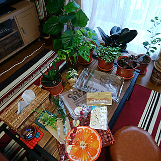 壁/天井/お金をかけずにオシャレに**/観葉植物のある暮らし/夫婦共働き忙しい***/こんばんは✩.*˚...などのインテリア実例 - 2018-05-10 18:24:00