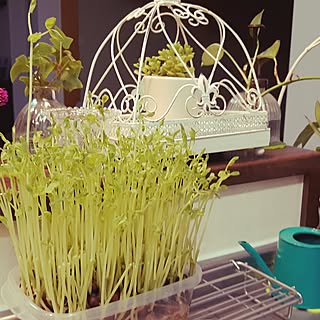 栽培しました!/挑戦してみた/家庭菜園的なのインテリア実例 - 2016-10-23 13:48:21